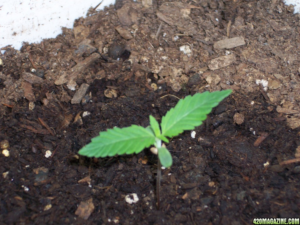 Super Lemon Haze 9 days old