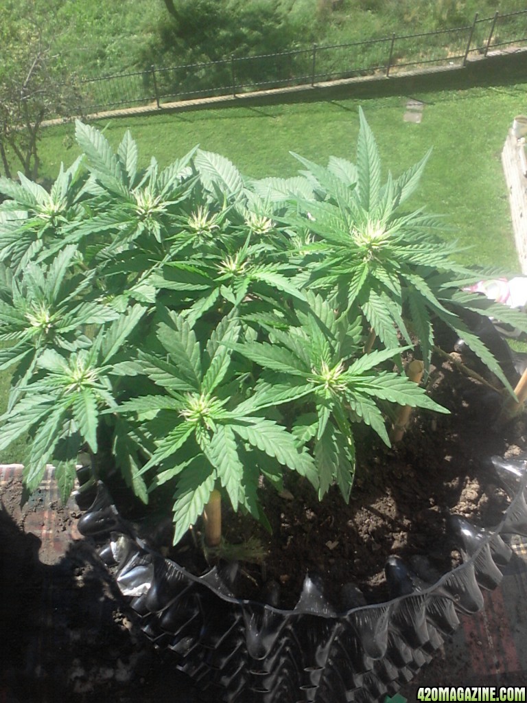 Super Lemon Haze &amp; Aurora Ultra / bonsai grow