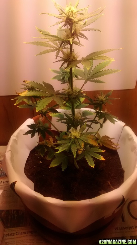 super lemon haze auto - 38 days old