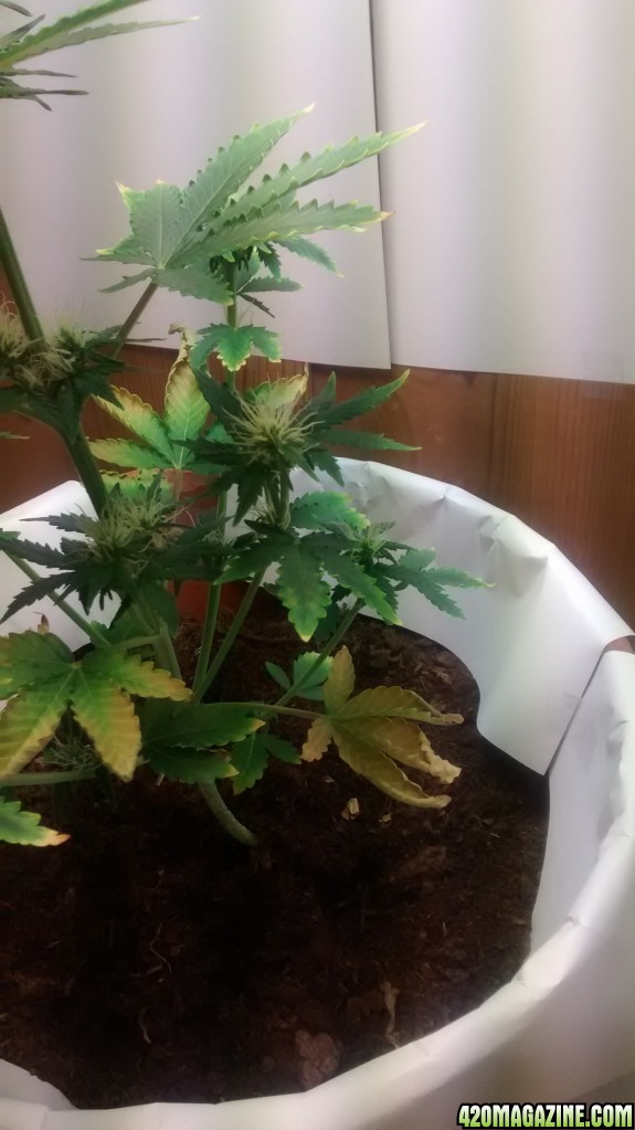 super lemon haze auto - 38 days old