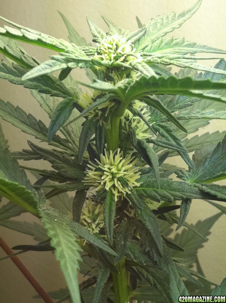 Super Lemon Haze - Flowering Week 4 Day 1 #2