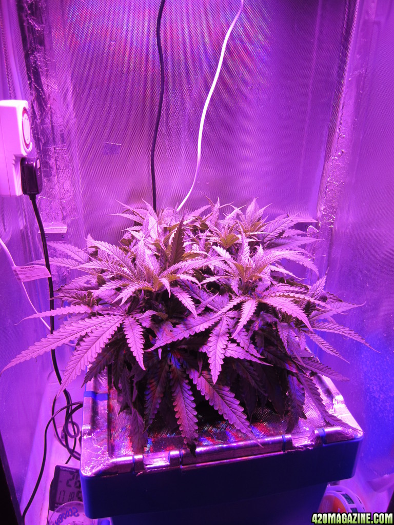 Super Lemon Haze LED DWC