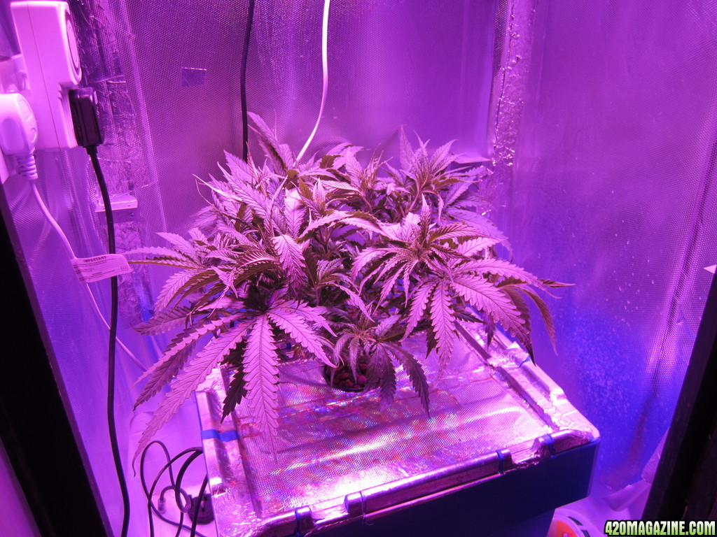 Super Lemon Haze LED DWC