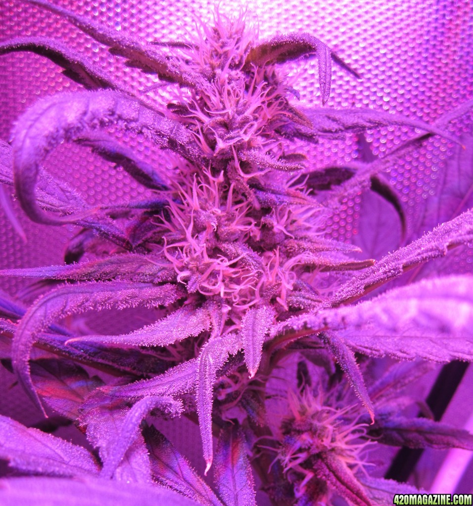 Super Lemon Haze LED DWC