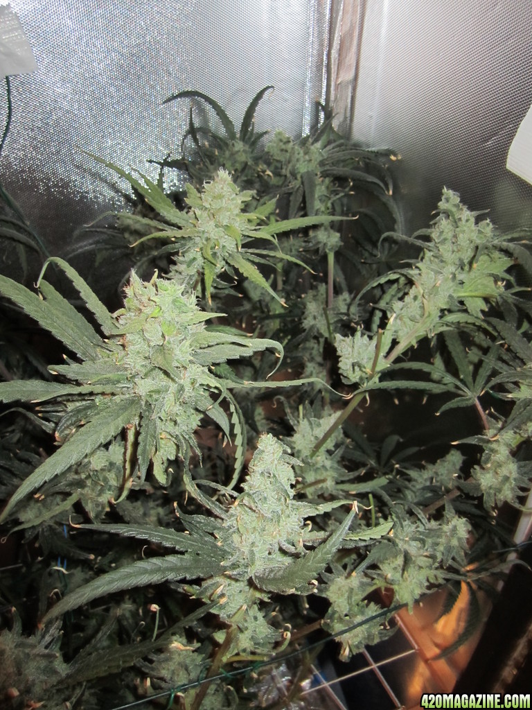 Super Lemon Haze LED DWC