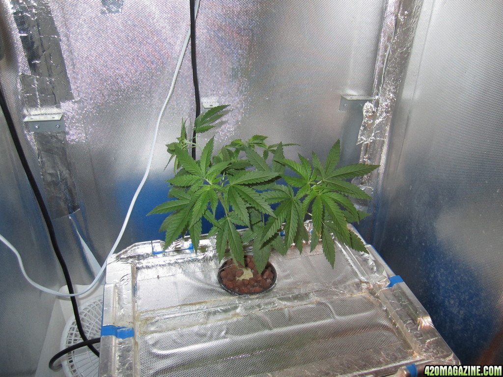 Super Lemon Haze LED DWC