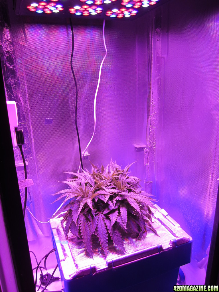 Super Lemon Haze LED Grow