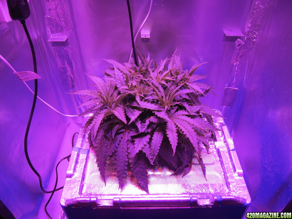 Super Lemon Haze LED Grow