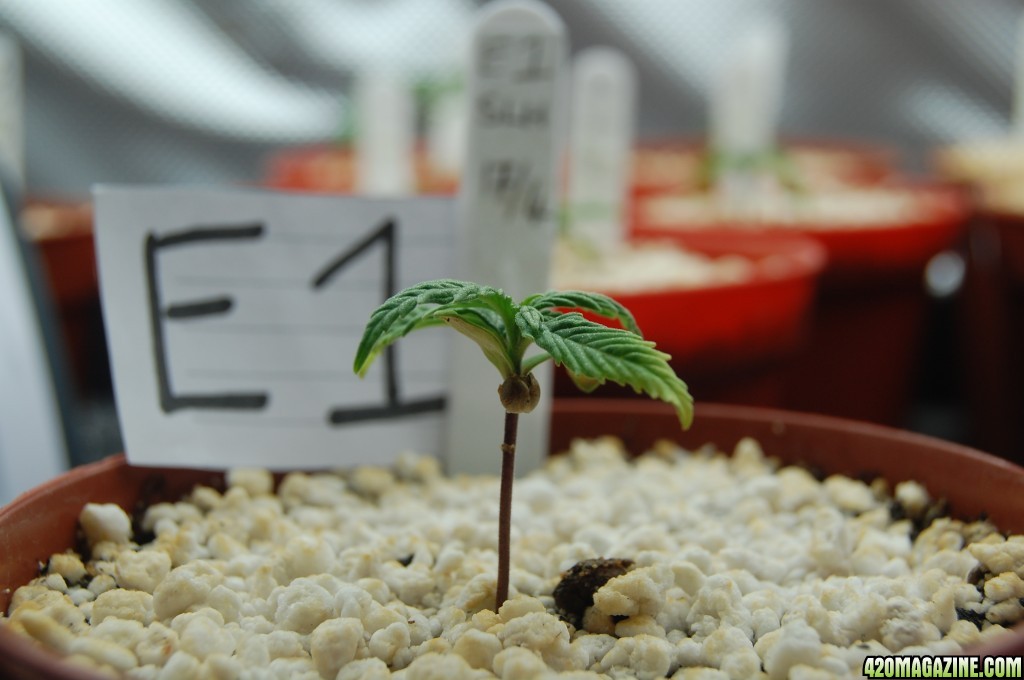 Super Lemon Haze, Seedlings  First Grow