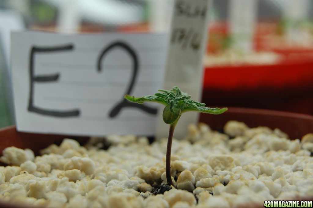 Super Lemon Haze, Seedlings First Grow