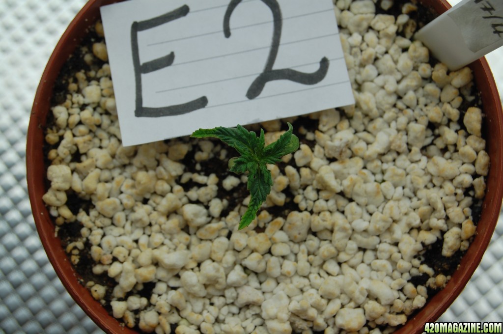 Super Lemon Haze,  Seedlings First Grow.