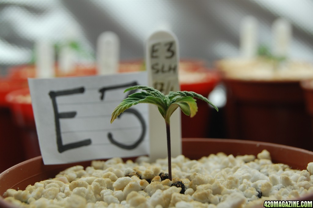 Super Lemon Haze,  Seedlings First Grow.