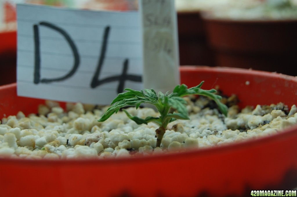 Super Lemon Haze, Seedlings First Grow.