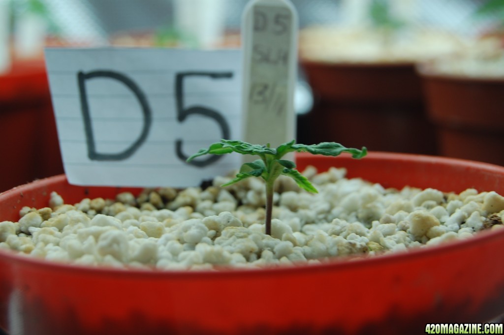 Super Lemon Haze, Seedlings First Grow.