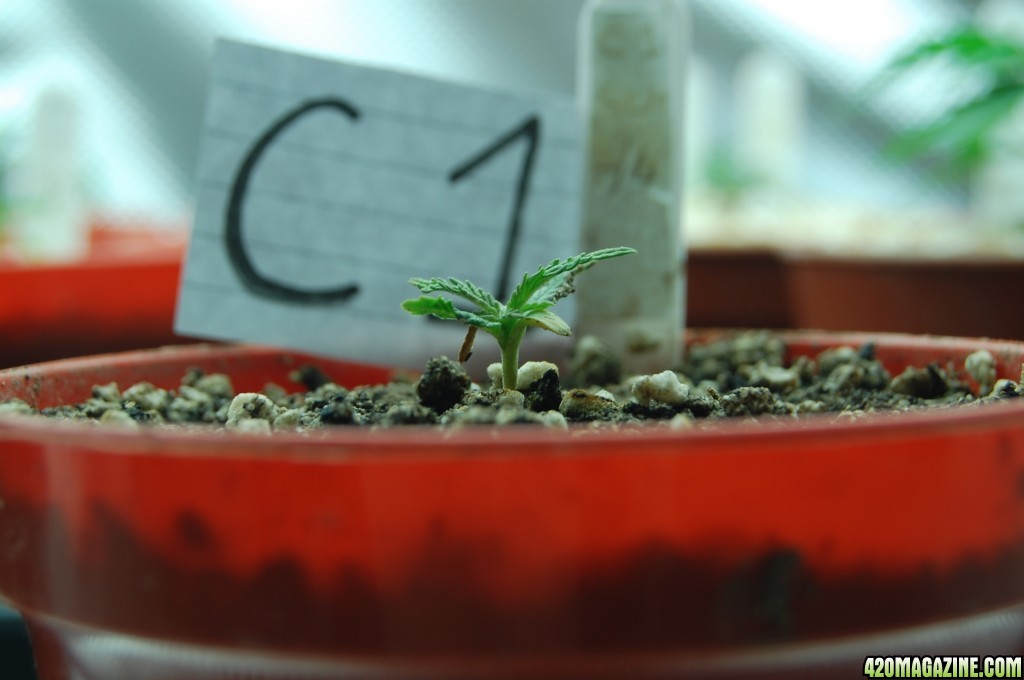 Super Lemon Haze, Seedlings First Grow.