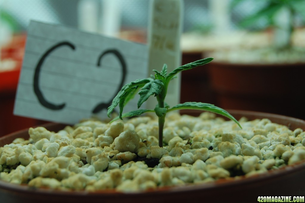 Super Lemon Haze, Seedlings First Grow.