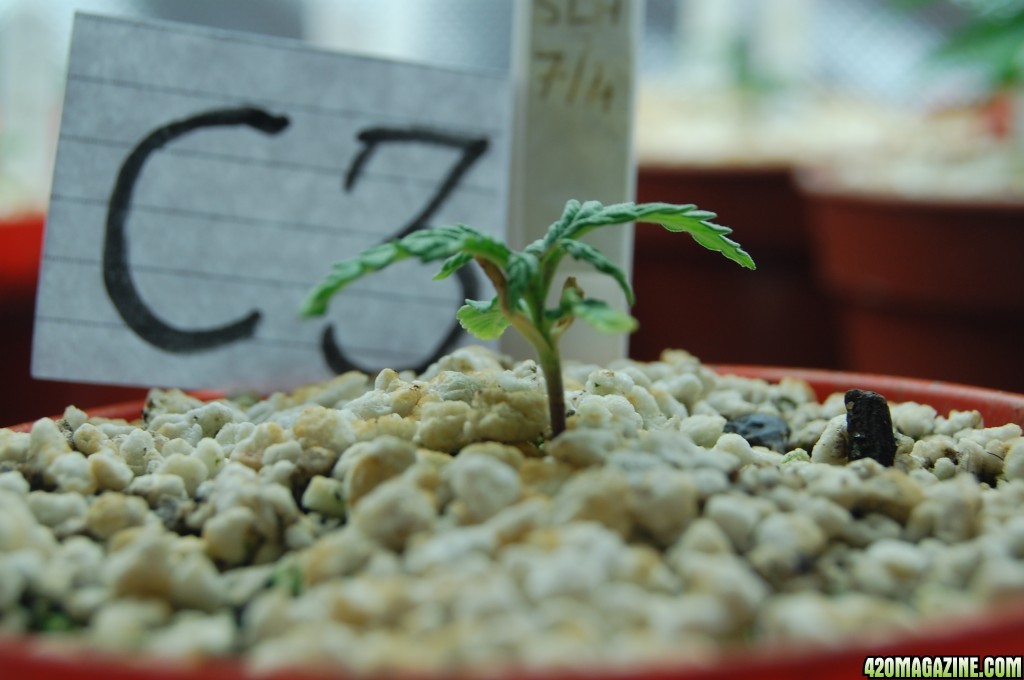 Super Lemon Haze, Seedlings First Grow.