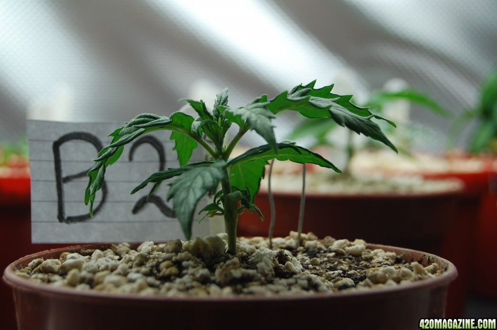 Super Lemon Haze, Seedlings First Grow.