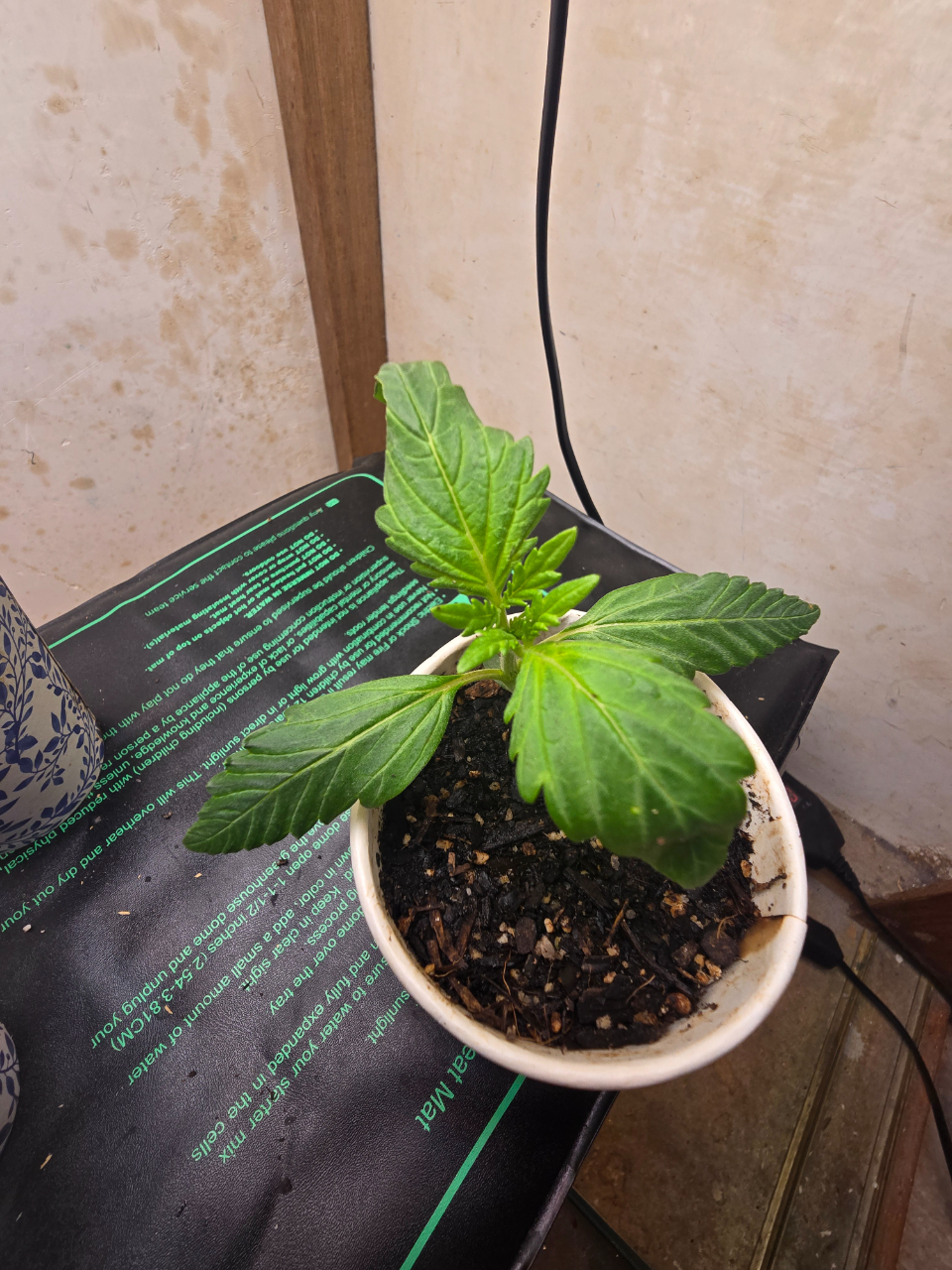 Super Mazar Auto #1