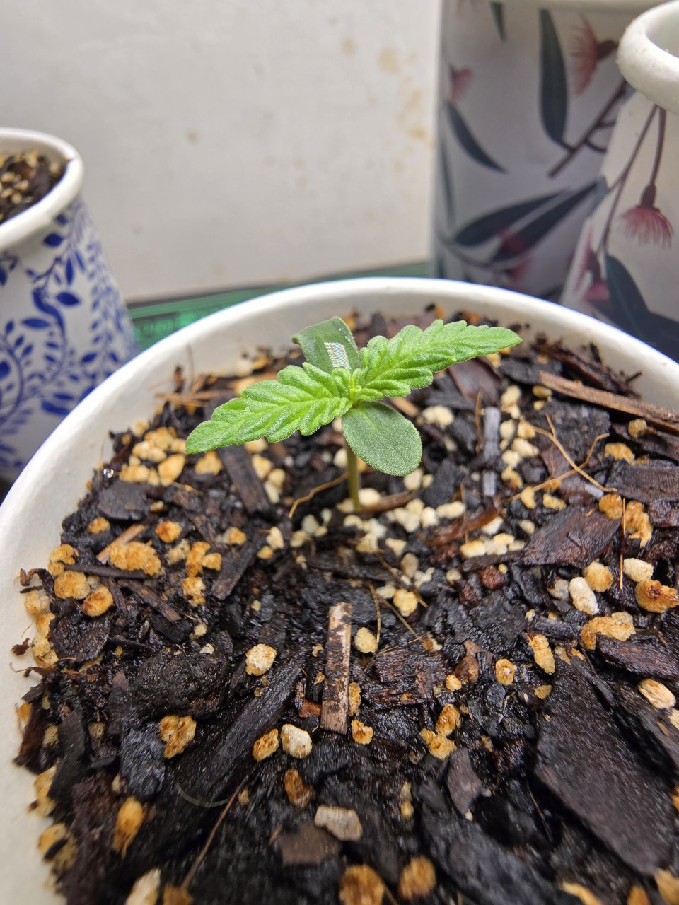 Super Mazar Auto #2