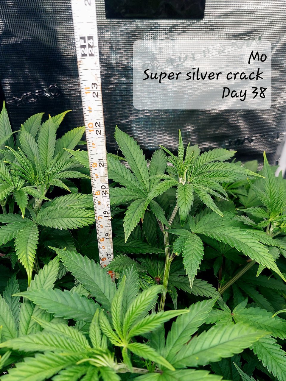 Super Silver Crack Day 38