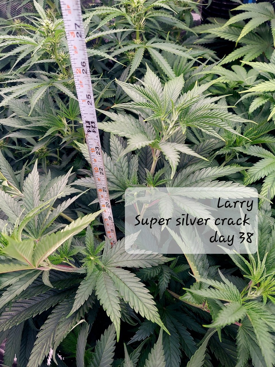 Super Silver Crack Day 38