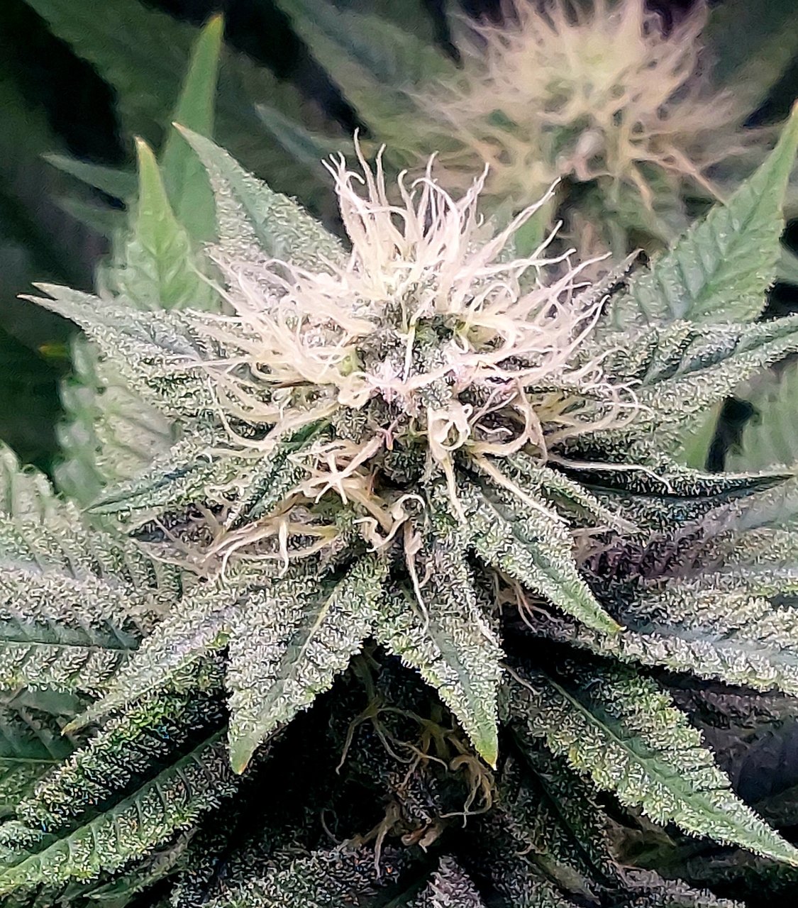 Super Silver Crack-Grow Journal