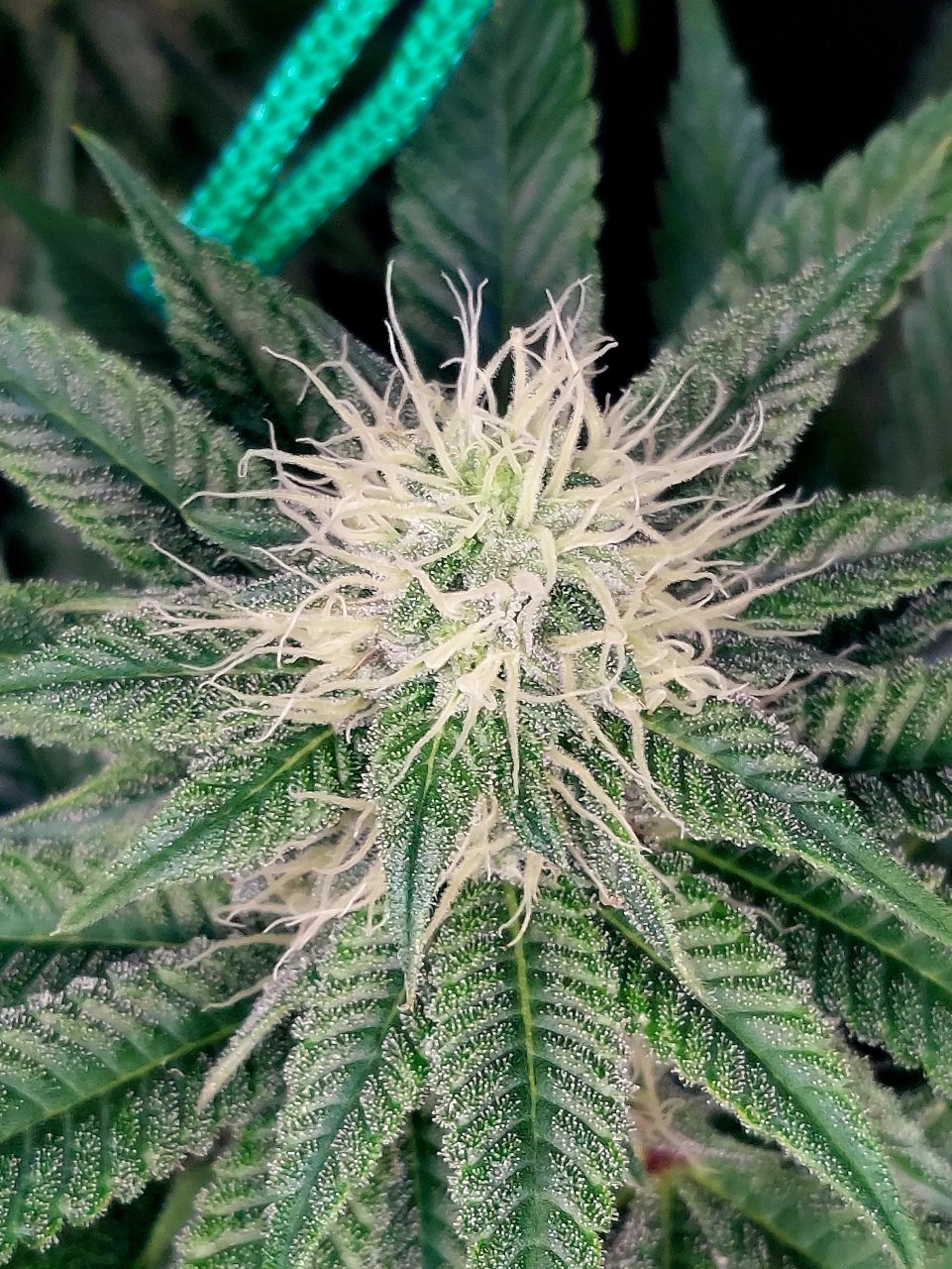 Super Silver Crack-Grow Journal