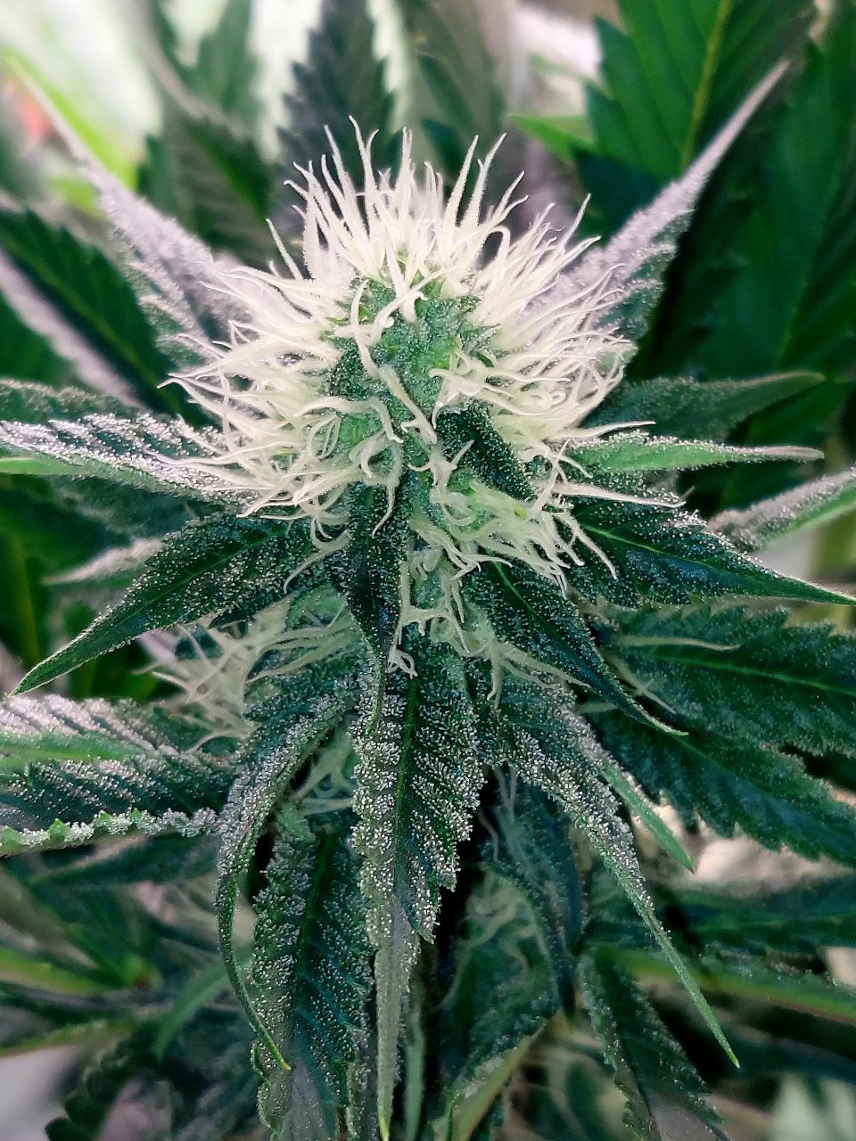 Super Silver Crack-Grow Journal