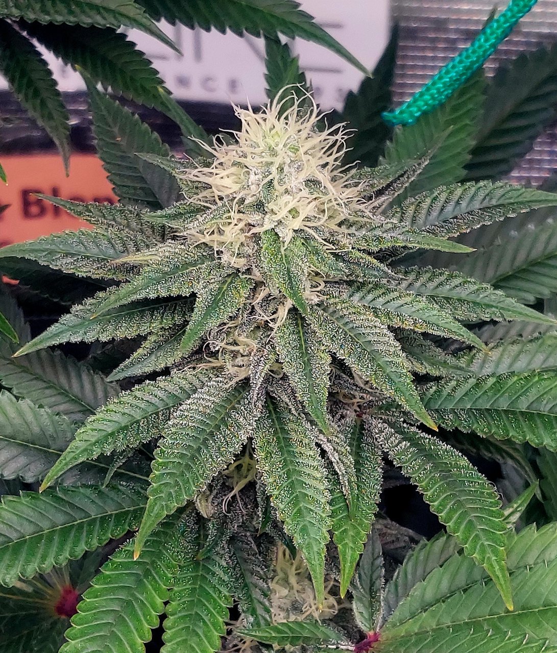 Super Silver Crack-Grow Journal