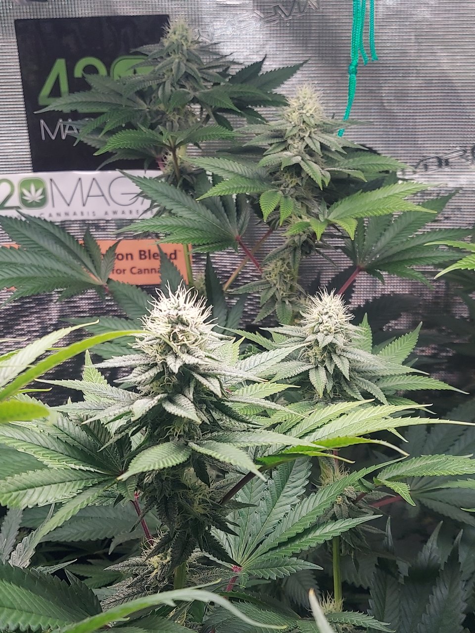 Super Silver Crack-Grow Journal