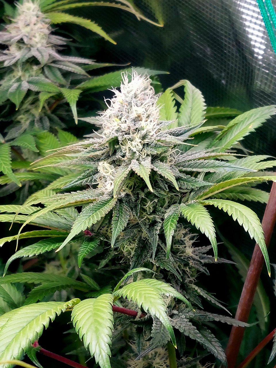 Super Silver Crack-Grow Journal