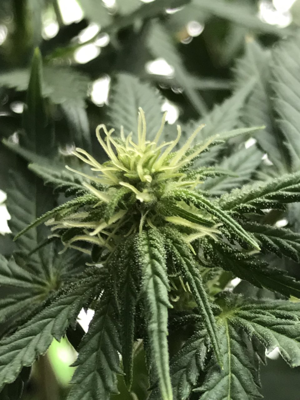 Super Silver Haze-Day 22F-b.jpeg