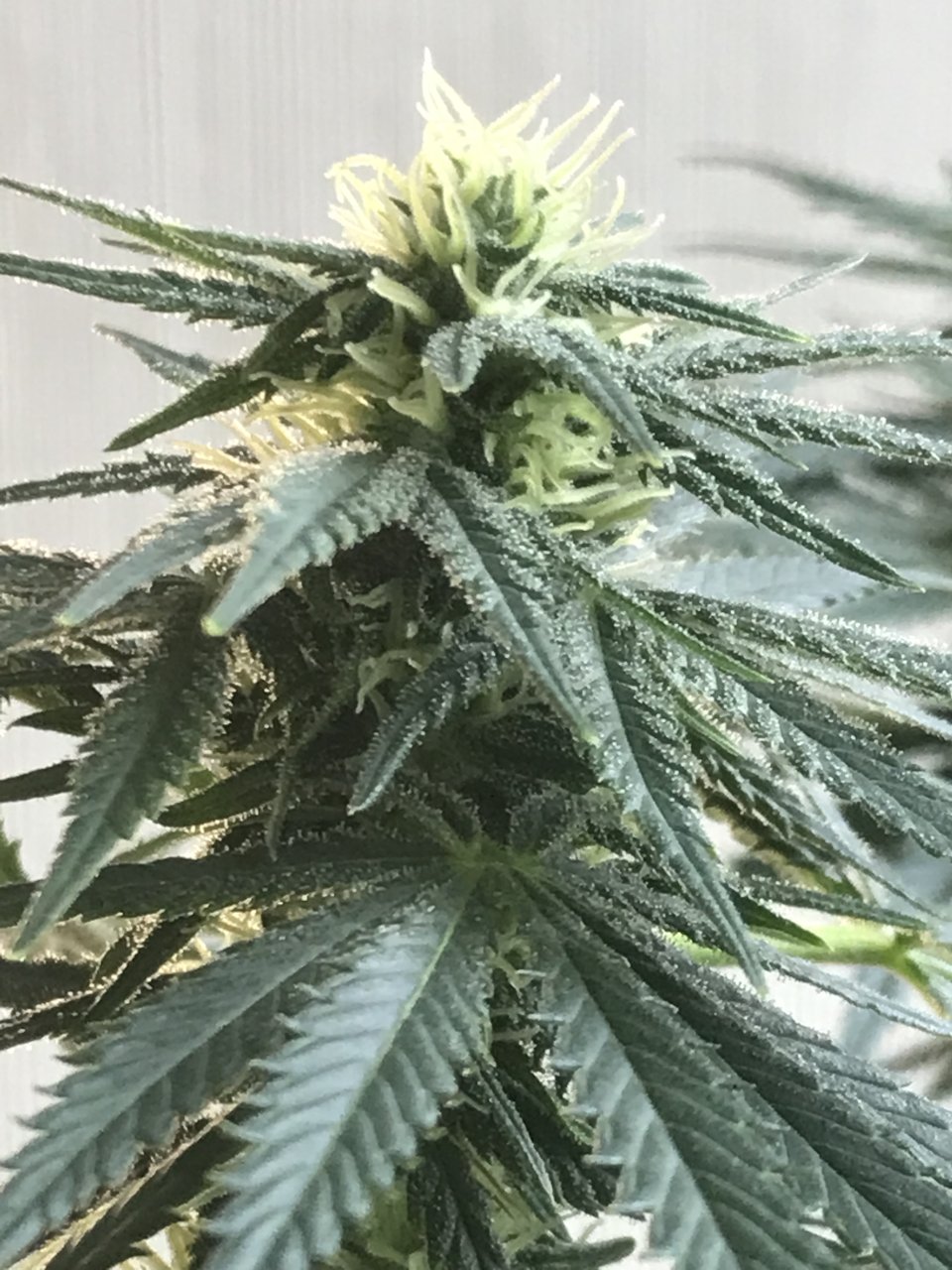 Super Silver Haze-Day 30F-b.jpeg