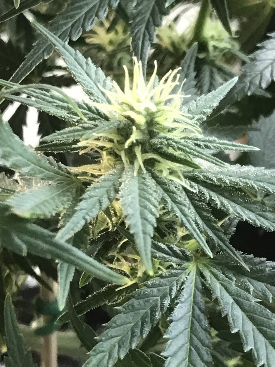 Super Silver Haze-Day 30F-c.jpeg