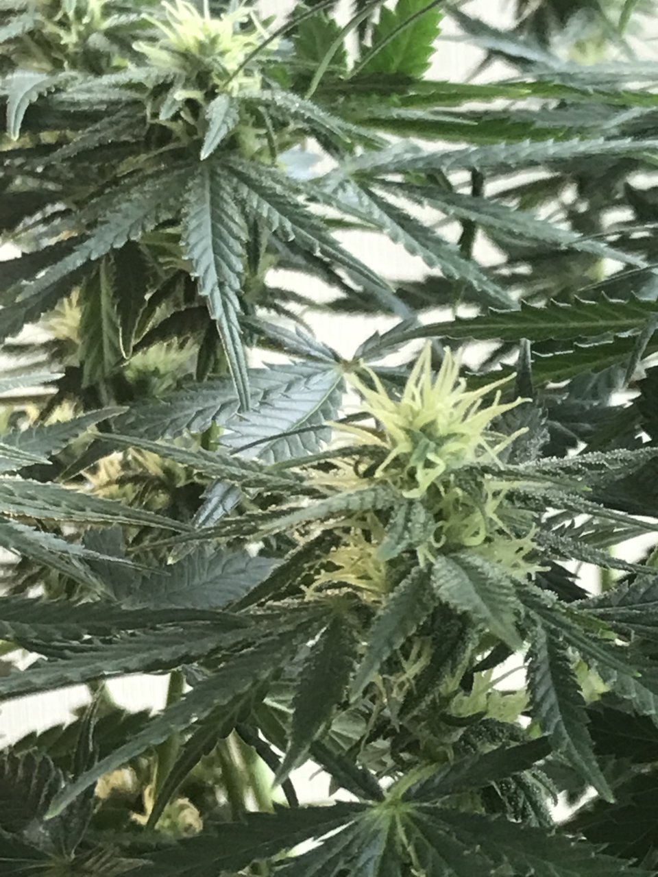 Super Silver Haze-Day 30F-d.jpeg