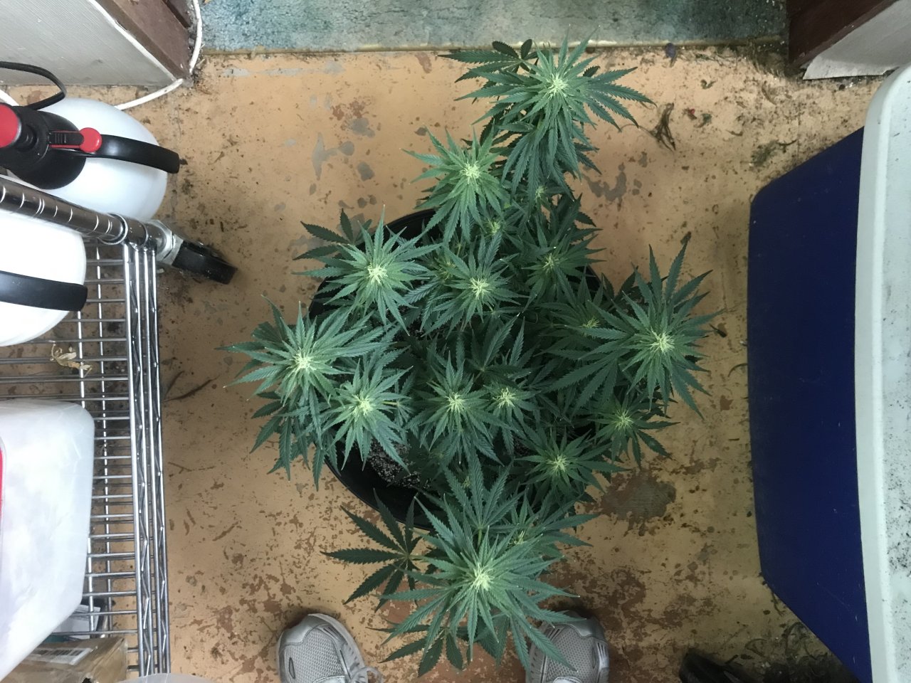 Super Silver Haze-Day 30F-e.jpeg