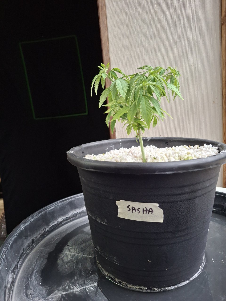 Super Silver Haze-Day 36-a.jpg