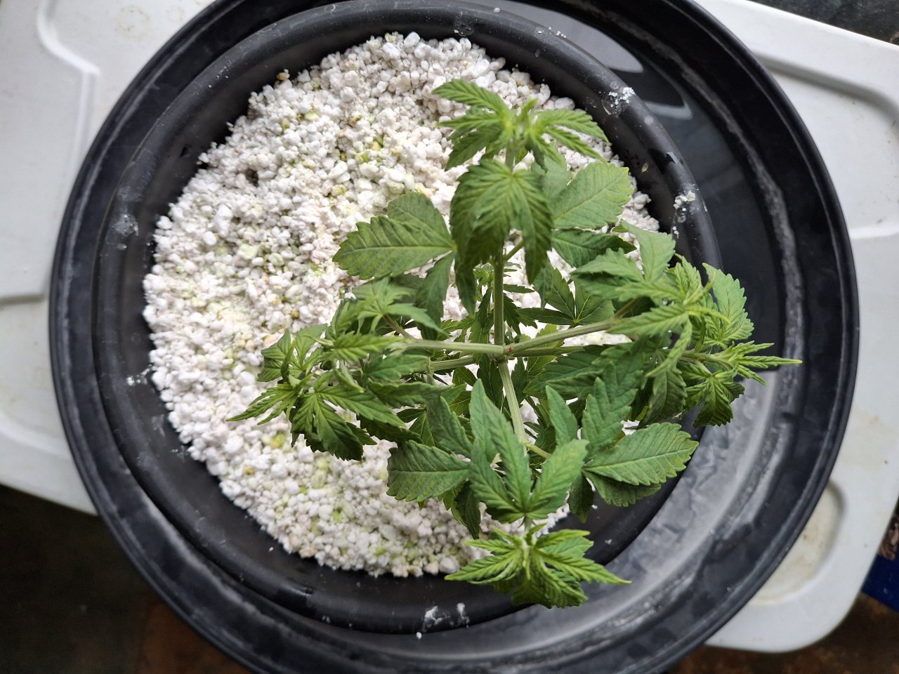 Super Silver Haze-Day 36-b.jpg