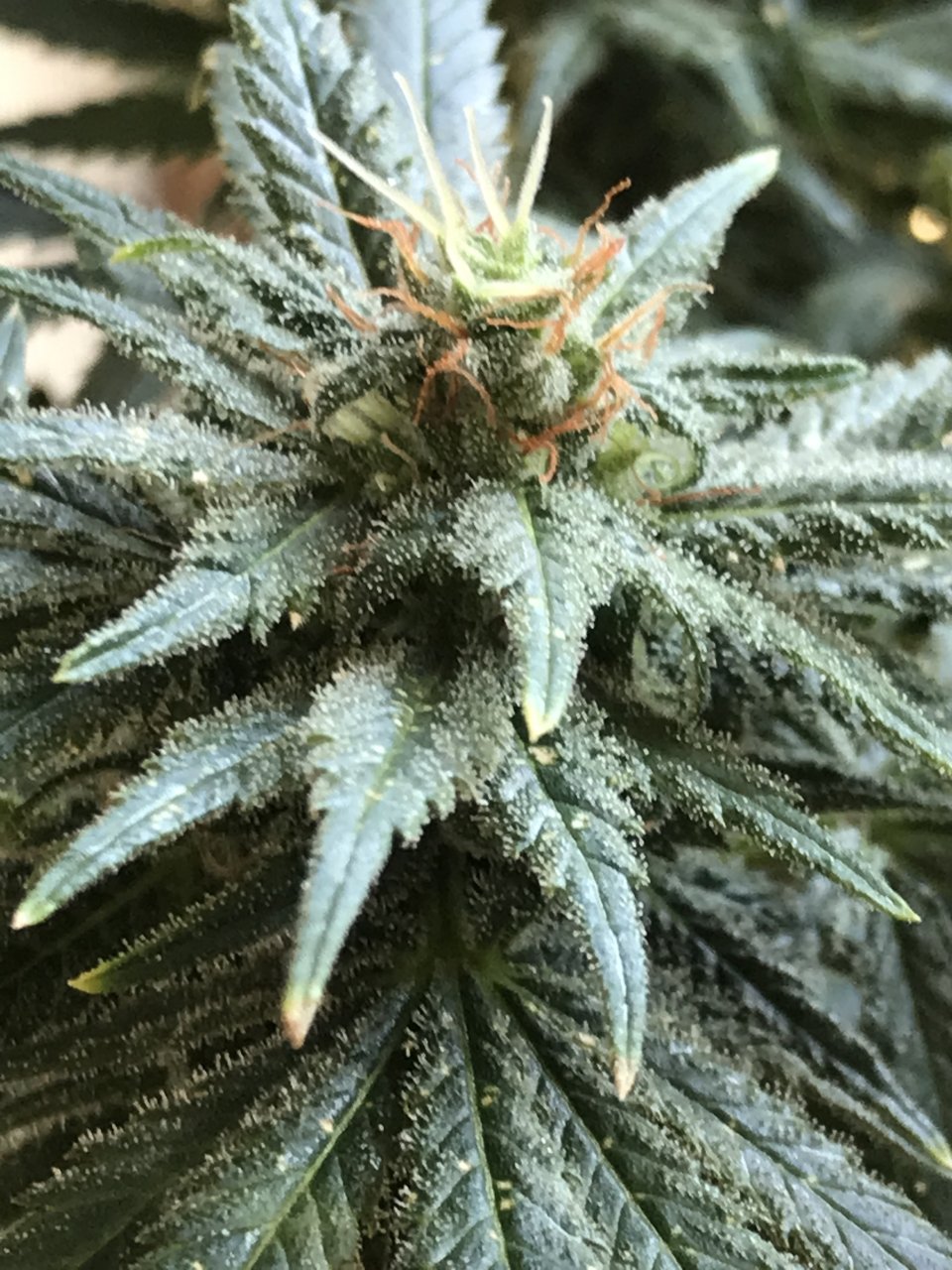 Super Silver Haze-Day 42F-c.jpeg