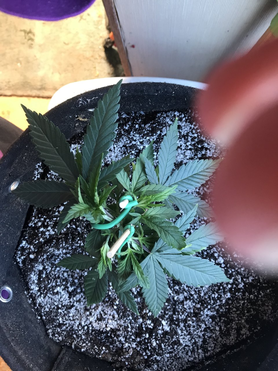 Super Silver Haze-Day 50-b.jpeg