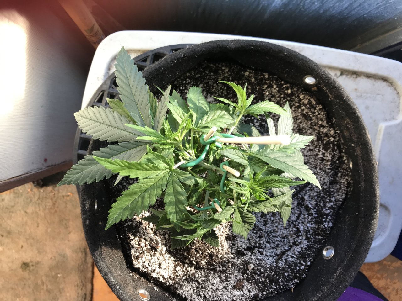 Super Silver Haze-Day 53-b.jpeg