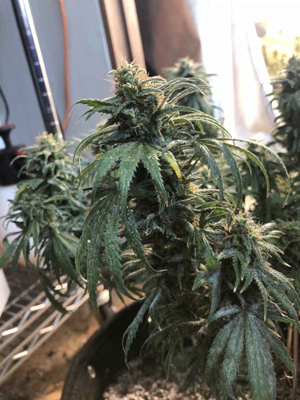 Super Silver Haze-Day 55F-a.jpeg