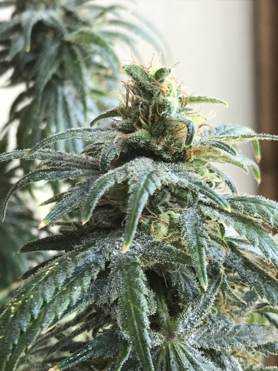 Super Silver Haze-Day 55F-c.jpeg