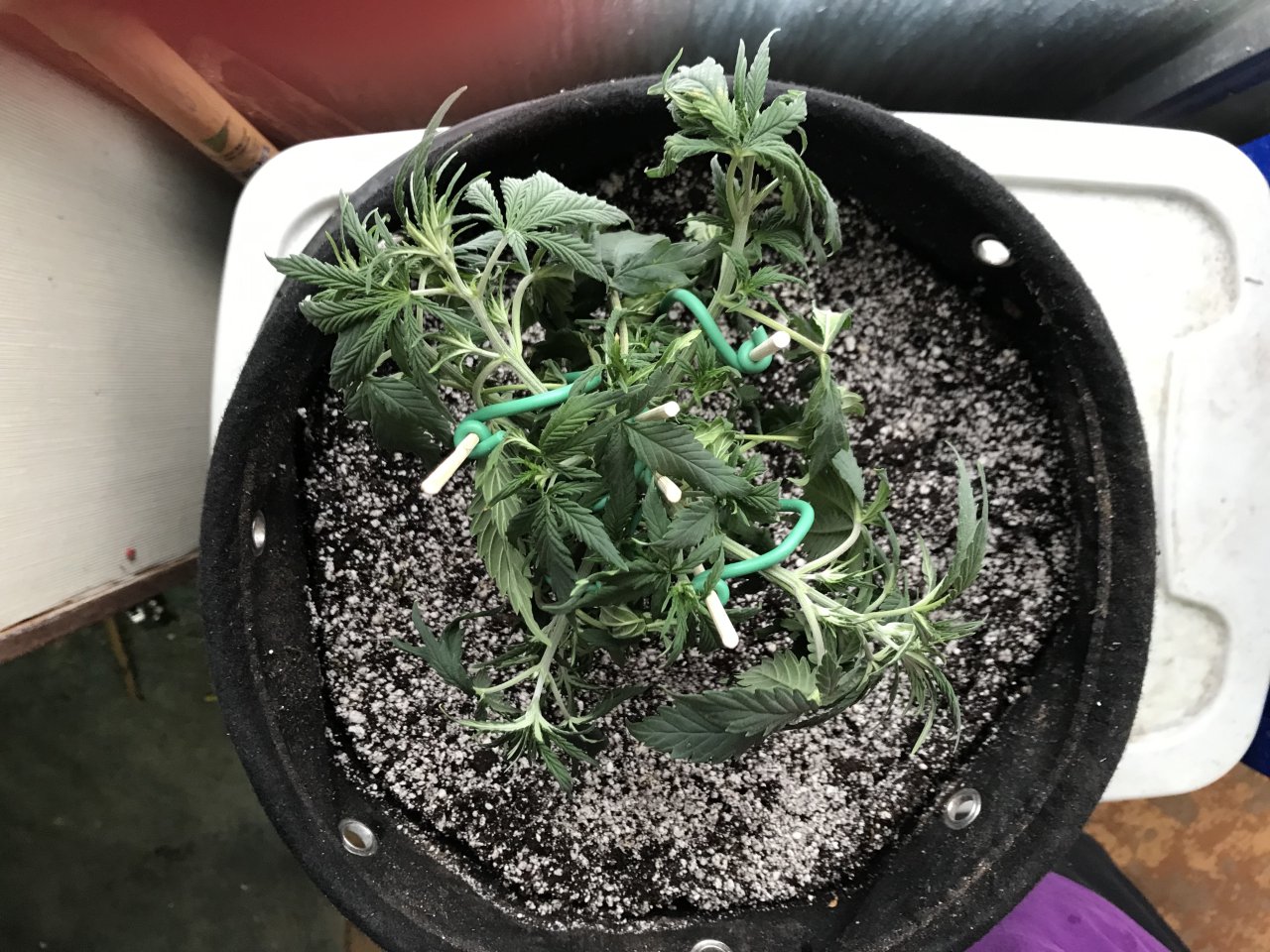 Super Silver Haze-Day 61-b.jpeg