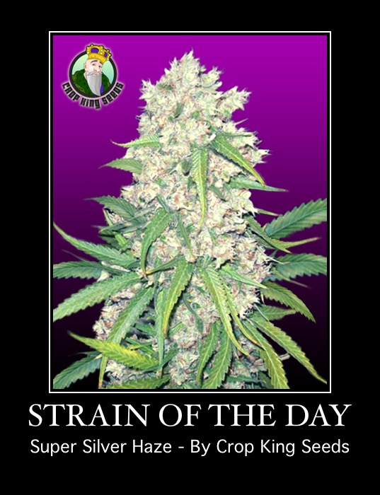 Super Silver Haze Feminized Marijuana Seeds Strain