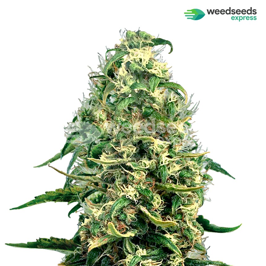 super-silver-haze-feminized-plant.jpg