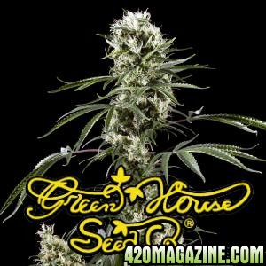 Super Silver Haze - Green House Seed Co.