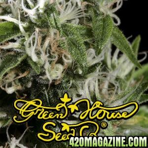 Super Silver Haze - Green House Seed Co.