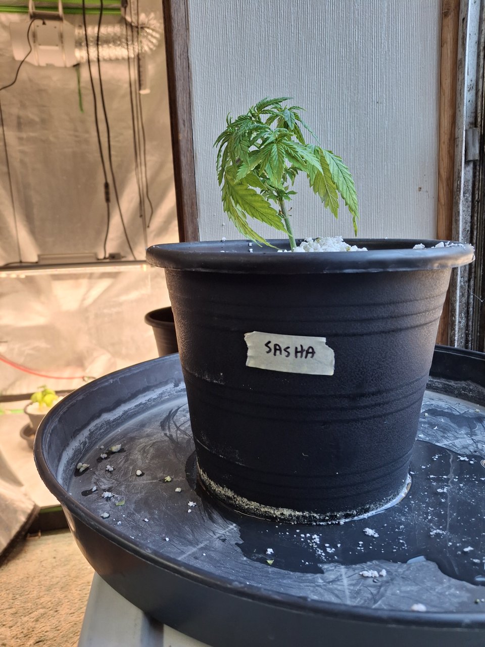 Super Silver Haze (Sasha)-Day 31-h (3).jpg